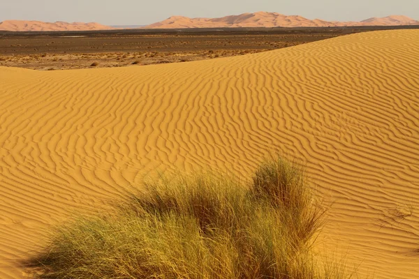 Sahara Desert Morocco — Stock Photo, Image