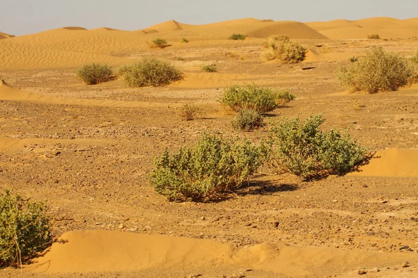 撒哈拉沙漠摩洛哥 — 图库照片