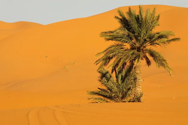 Sahara Çöl Fas — Stok fotoğraf