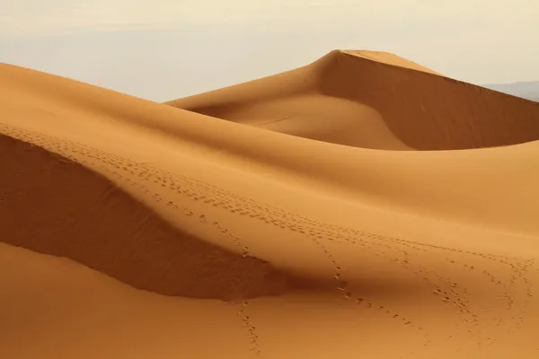 Sahara öknen Marocko — Stockfoto