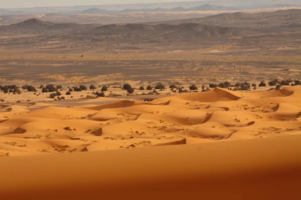 Sahara désert Maroc — Photo