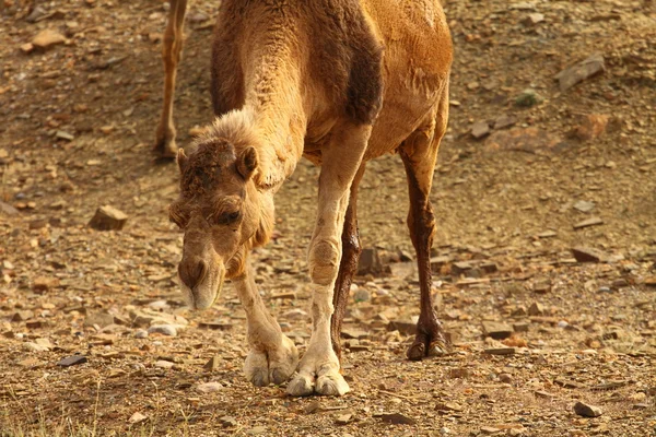 Пустеля Сахара Марокко Верблюд — стокове фото