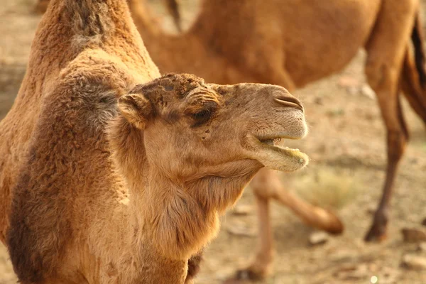 摩洛哥骆驼撒哈拉沙漠 — 图库照片