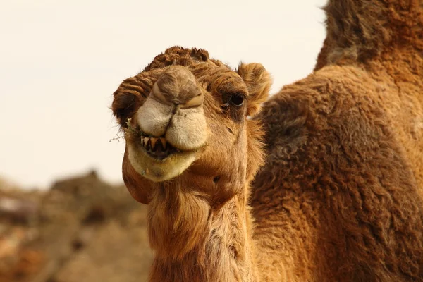 stock image Morocco Camel Sahara Desert