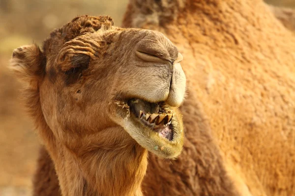 stock image Morocco Camel Sahara Desert