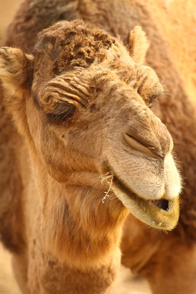 Marocko Kamel Saharaöknen — Stockfoto
