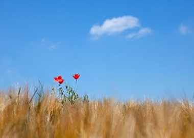 Poppies buğday alanı ve güzel gökyüzü