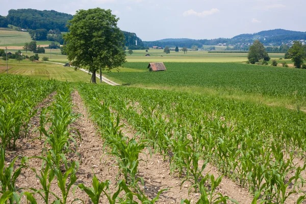 Young meadow with corn — Stock Photo, Image