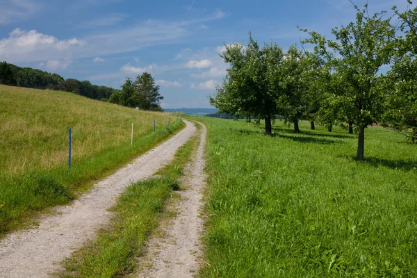 Літній пейзаж з дорогою, травою і деревом — стокове фото
