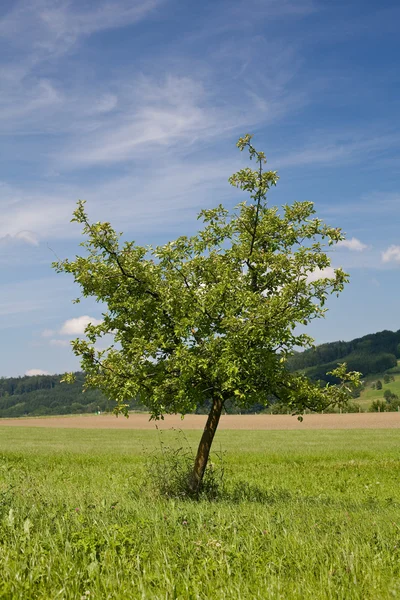 Jonge groene boom, gras en mooie hemel — Stockfoto