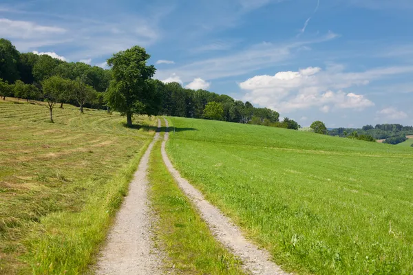Krajobraz lato z drogi, trawy i drzewa — Zdjęcie stockowe