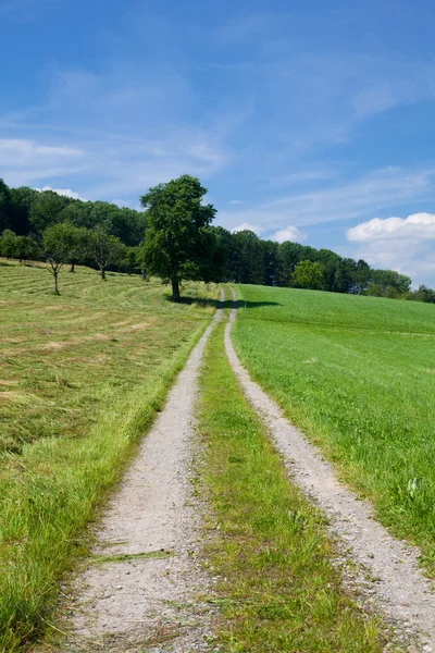 Літній пейзаж з дорогою, травою і деревом — стокове фото