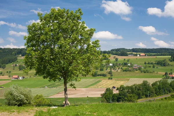 Fiatal zöld fa, fű és gyönyörű ég — Stock Fotó