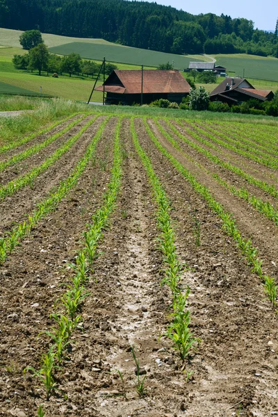 Маленький будинок і молодий кукурудзяне поле — стокове фото