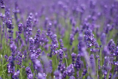 Flowers of lavender and flying bees clipart