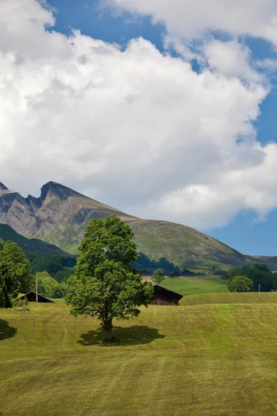 stock image Mountain landscape with a tree