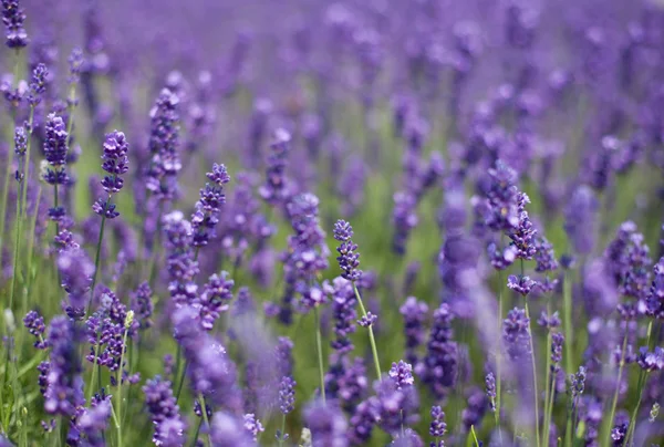 Flowers of lavender and flying bees — Stock Photo, Image