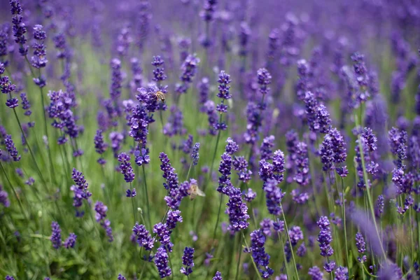 stock image Flowers of lavender and flying bees