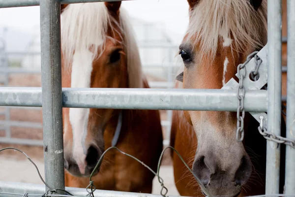 Twee paard aan de andere kant van het hek — Stockfoto