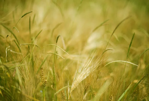 stock image Beautiful wheat