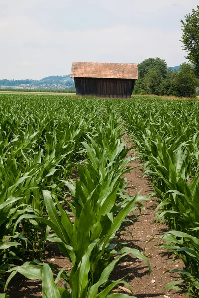 Pequena casa e campo de milho jovem — Fotografia de Stock