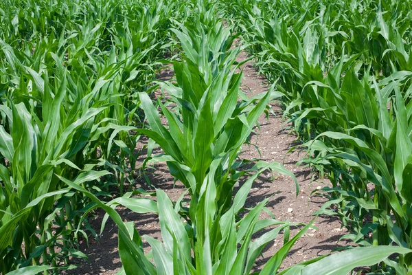 Campo de maíz joven — Foto de Stock