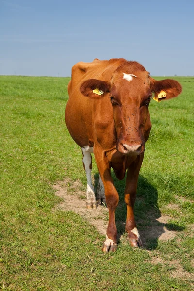 Koeienvlees — Stockfoto