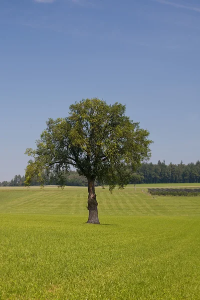 Samotne drzewo na zielonej trawie — Zdjęcie stockowe