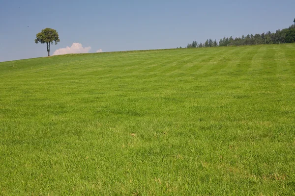 Árvore solitária no campo de grama — Fotografia de Stock