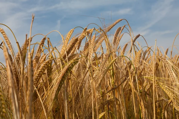 stock image Golden wheat field