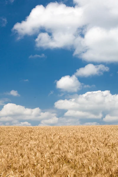 Пшеничное поле и совершенное небо — стоковое фото