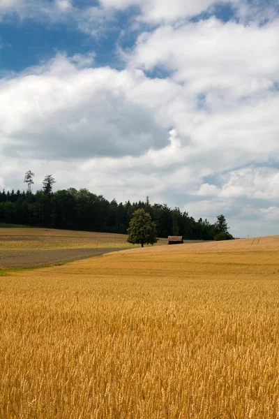 Золотое пшеничное поле и облачное небо — стоковое фото