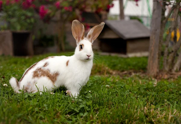 Rabbit on grass — Stock Photo, Image