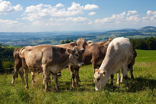 Koeien op heuvels, mooie hemel — Stockfoto