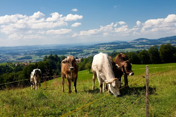 Vacas em colinas, céu bonito — Fotografia de Stock