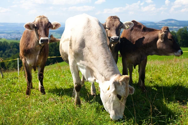 Vacas em colinas, céu bonito — Fotografia de Stock