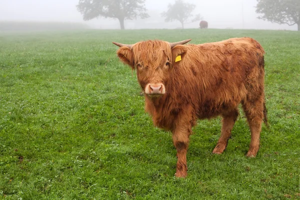 Chlupatý kráva na trávě na mlhavé ráno — Stock fotografie
