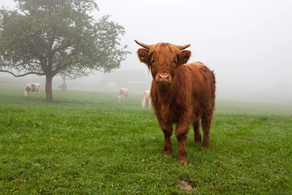 Harige stier tijdens de mistige dag in de berg weiland — Stockfoto