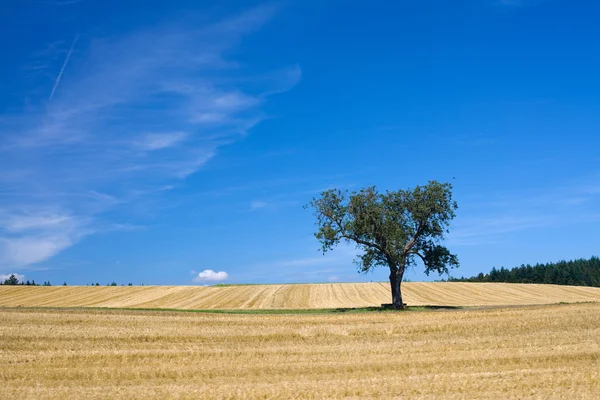 Beautiful landscape with harvested field and lonely tree — Stock Photo, Image