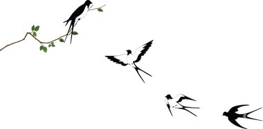 Swallows clipart