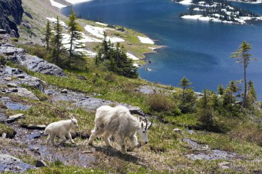 Mountain Goat Family clipart