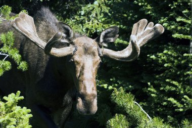 Moose in Glacier National Park clipart