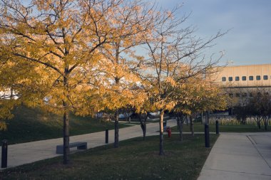 Trees in front of Wright College clipart