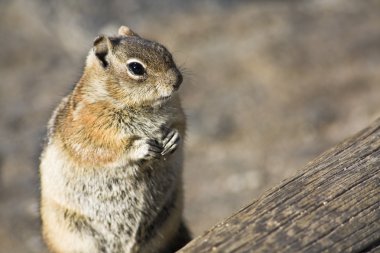 Chipmunk closeup clipart