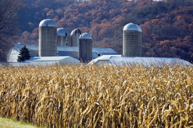 Late Fall in Wisconsin clipart