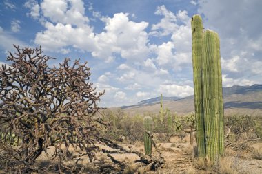 Saguaro Ulusal Parkı