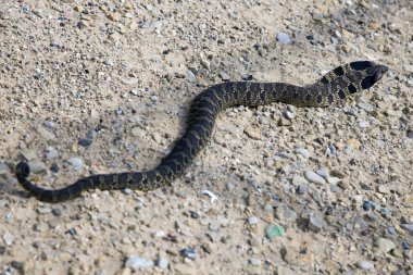 Bullsnake