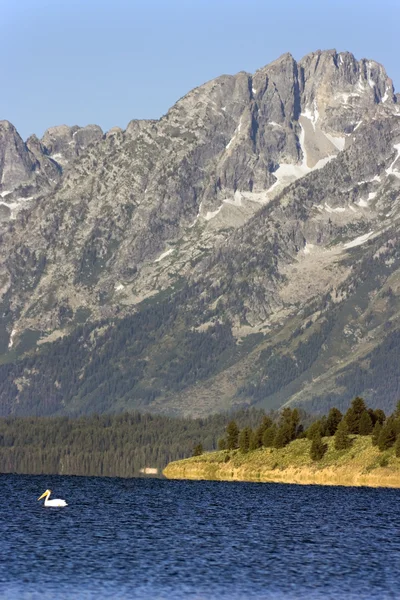Pelícano blanco en el lago — Foto de Stock