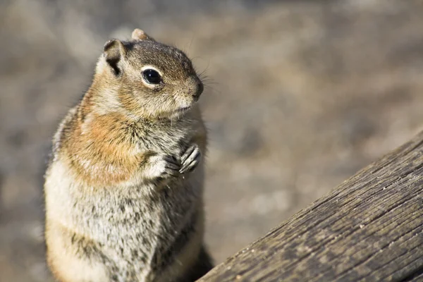 stock image Chipmunk closeup