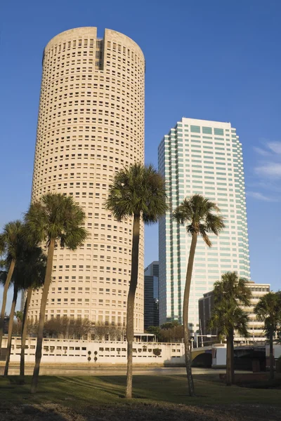 Palme e grattacieli — Foto Stock